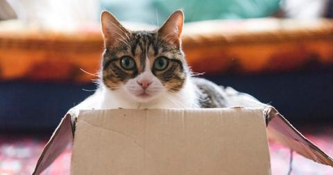 cat-playing-with-boxes-and-toys-picture-id928511654-1554823583061.jpg