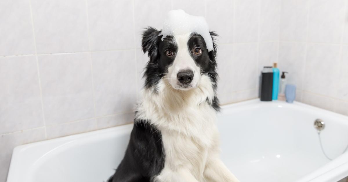 A dog in a bathtub