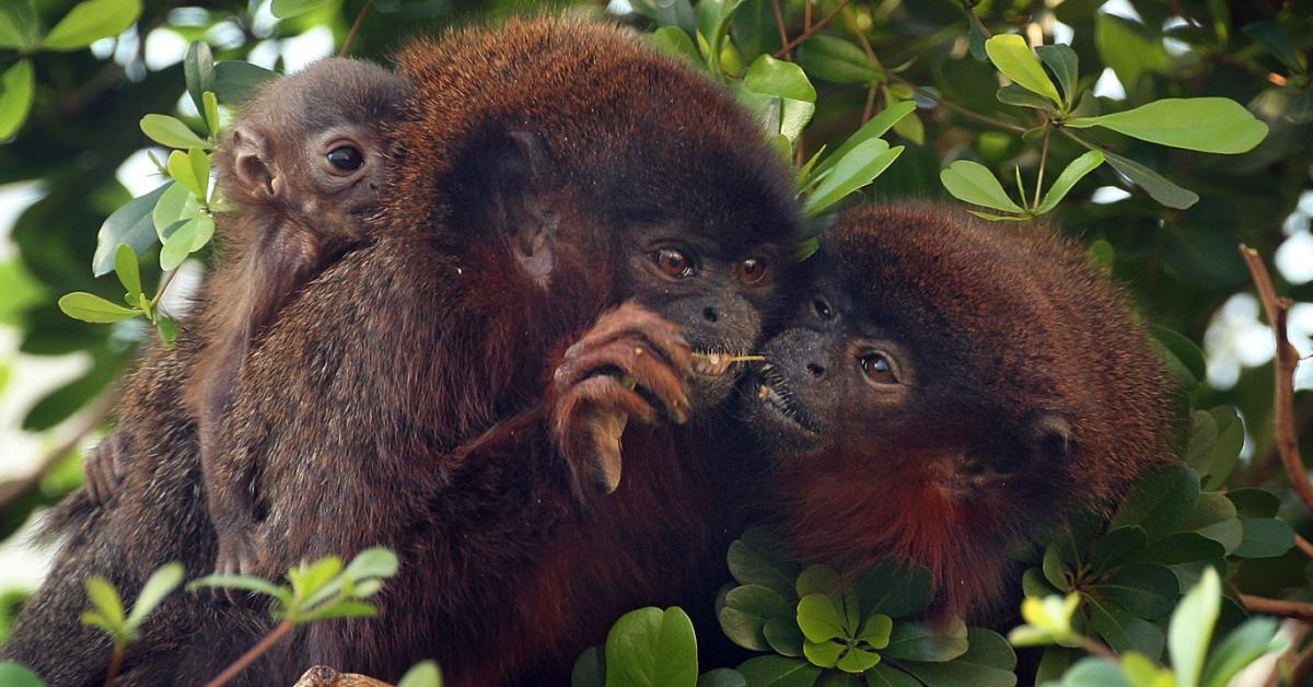 Red Titi Monkey