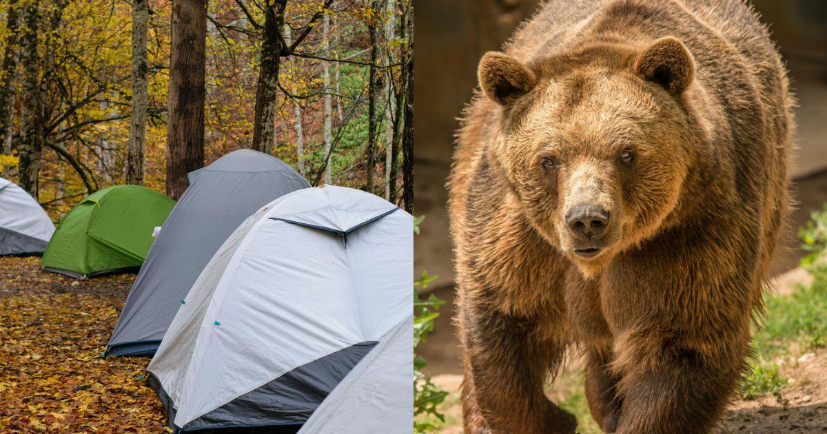 A campsite; a grizzly bear [Image for representative purpose]