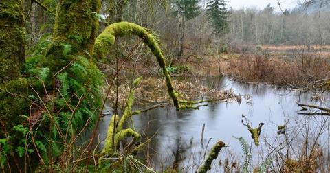 mcclane-creek-1554145031356.jpeg