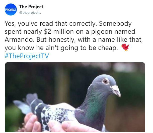 million dollar pigeon