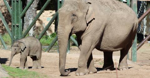 dan-ashes-leadership-at-aza-sparks-backlash-from-within-the-zoo-community