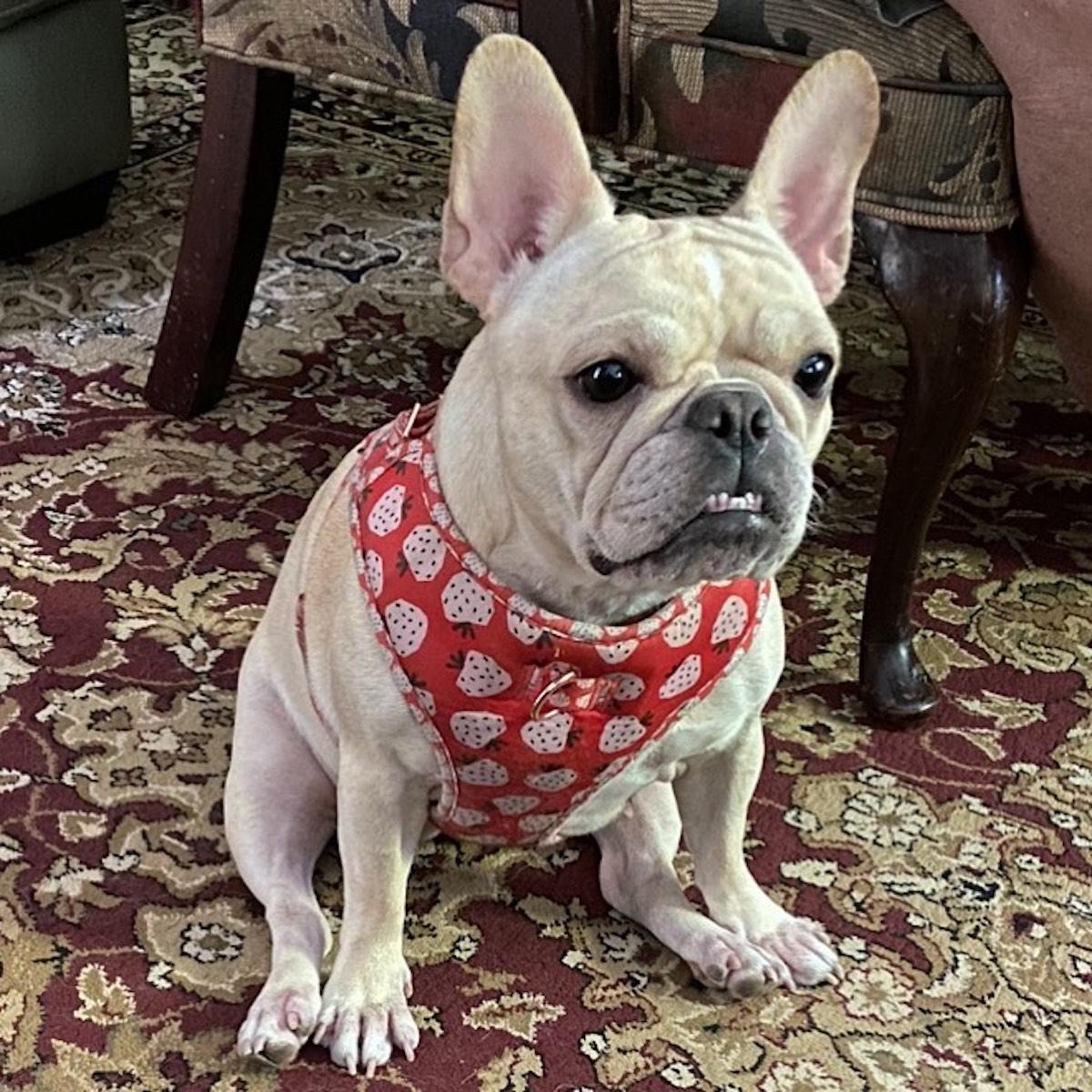 Buddy and Courtney's bulldog Scout