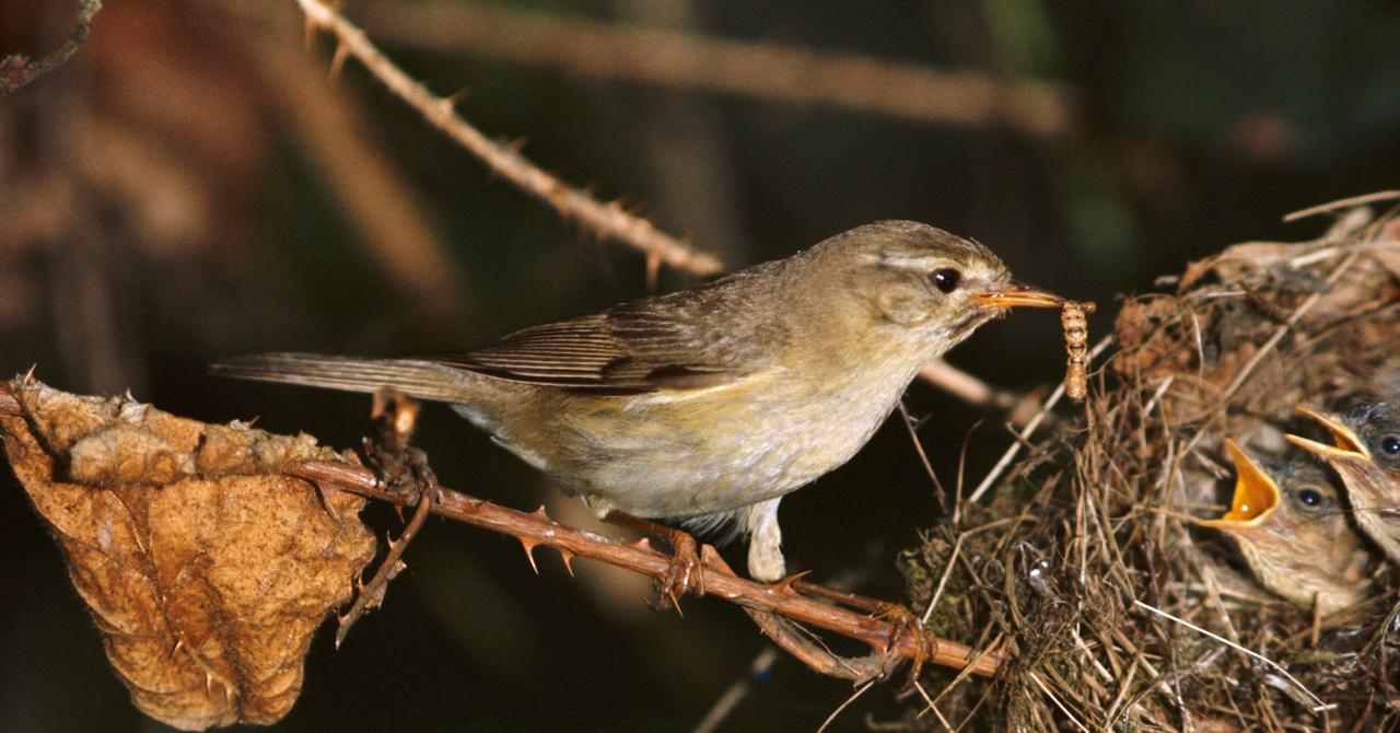 Why do birds sing in the morning here s what to know