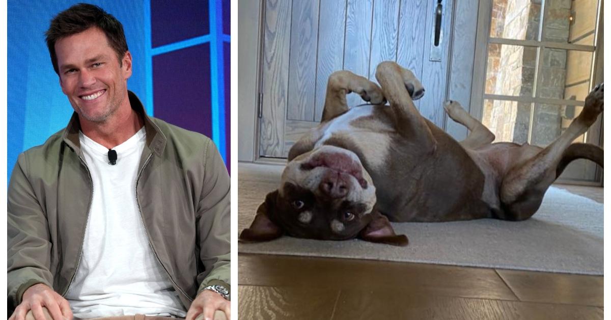 (L-R): Tom Brady; Deceased dog Lulu that he cloned