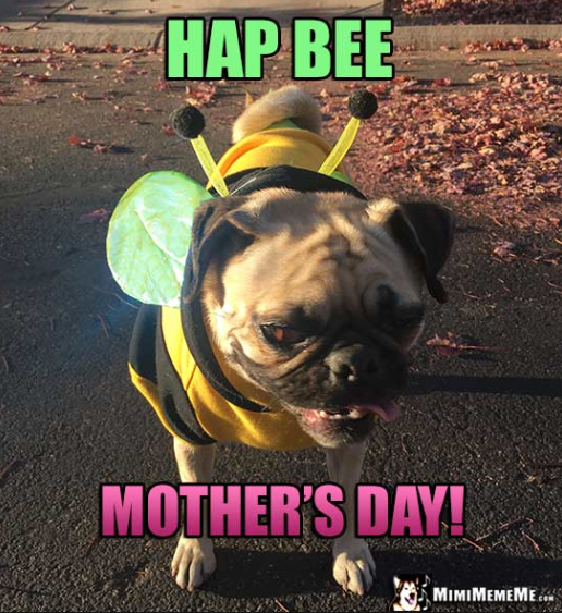 happy dog mom day meme