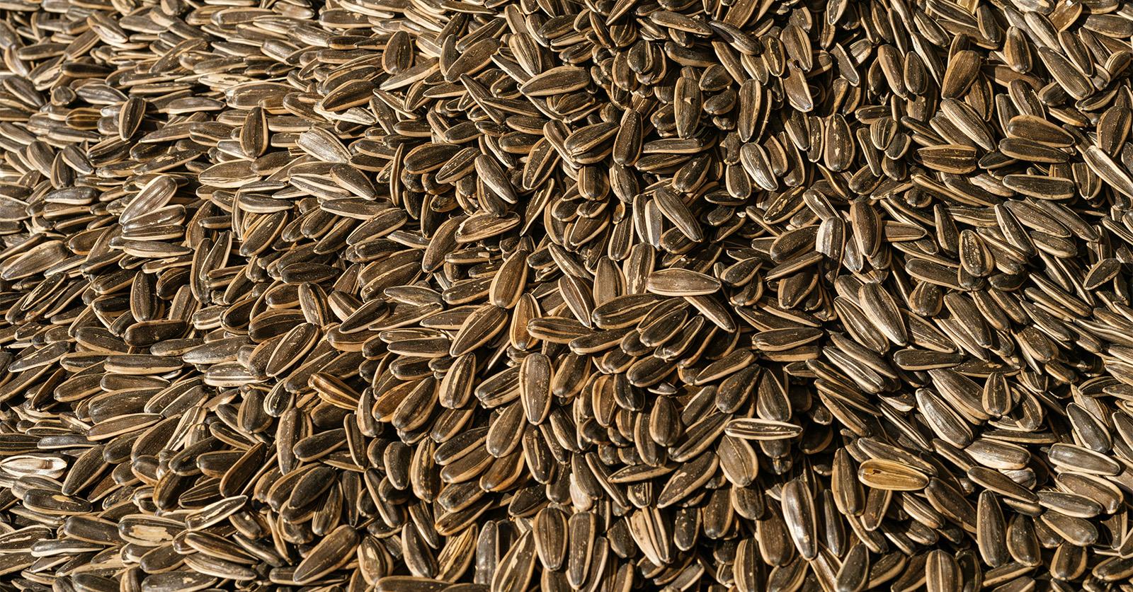 sunflower seeds