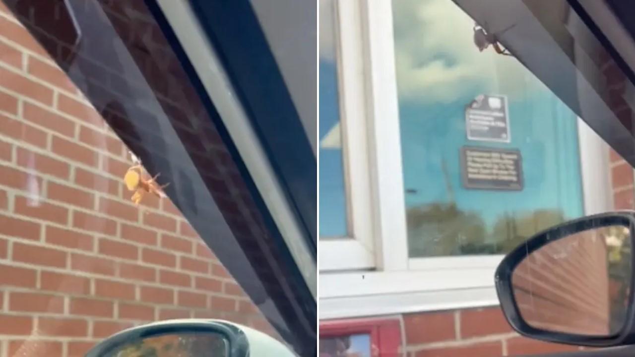 A spider was on a customer's window in the McDonald's drive thru