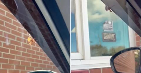 A spider was on a customer's window in the McDonald's drive thru