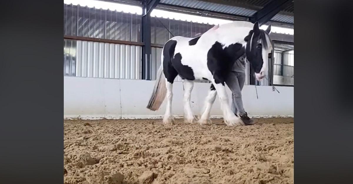 Who is the Horse that Dances on TikTok? Why He Is Going Viral