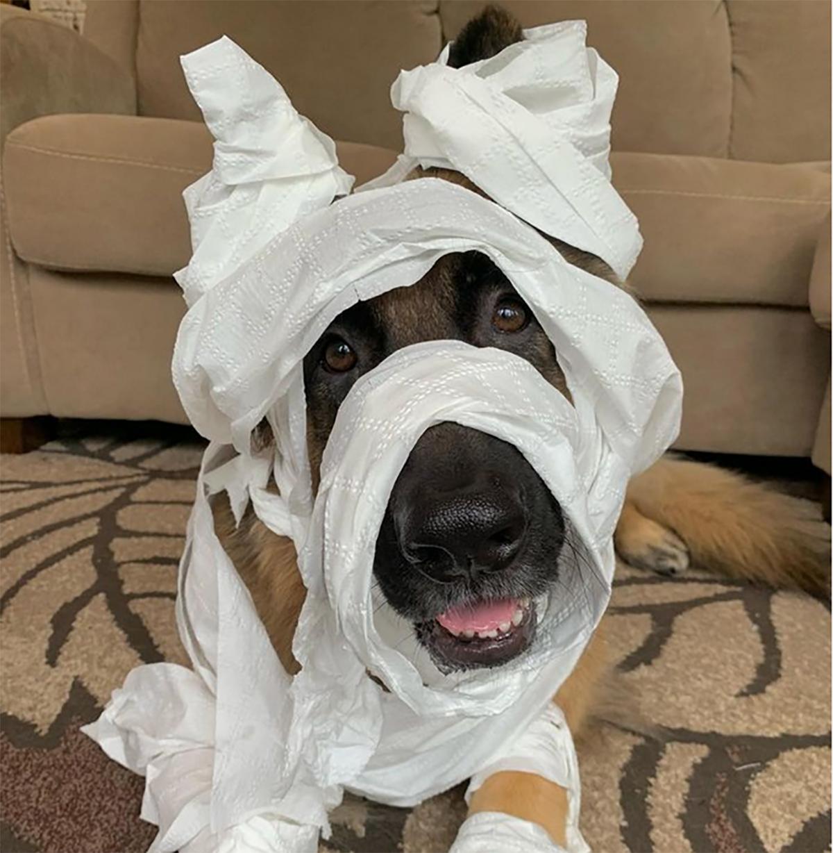 mummy dog