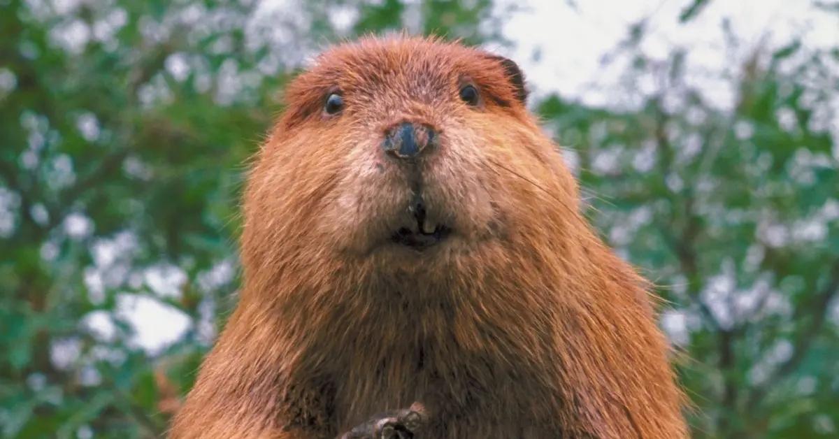 A beaver standing outside.