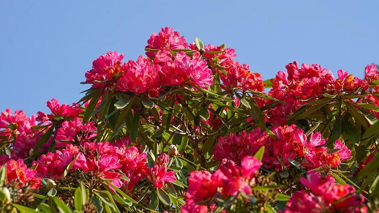 Pink rhododendrons against a blue sky. 