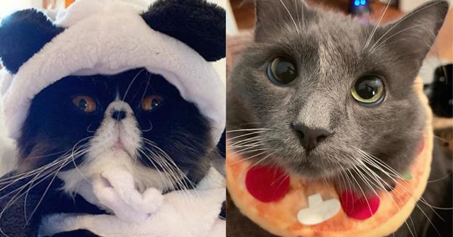 cats dressed up for halloween