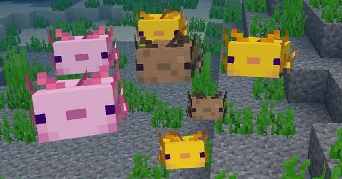 Minecraft axolotl what does eat in Minecraft: What