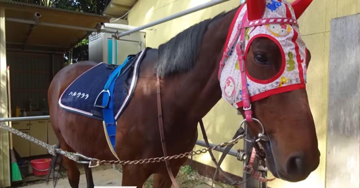 Haru Urara the horse in her popular Hello Kitty headgear