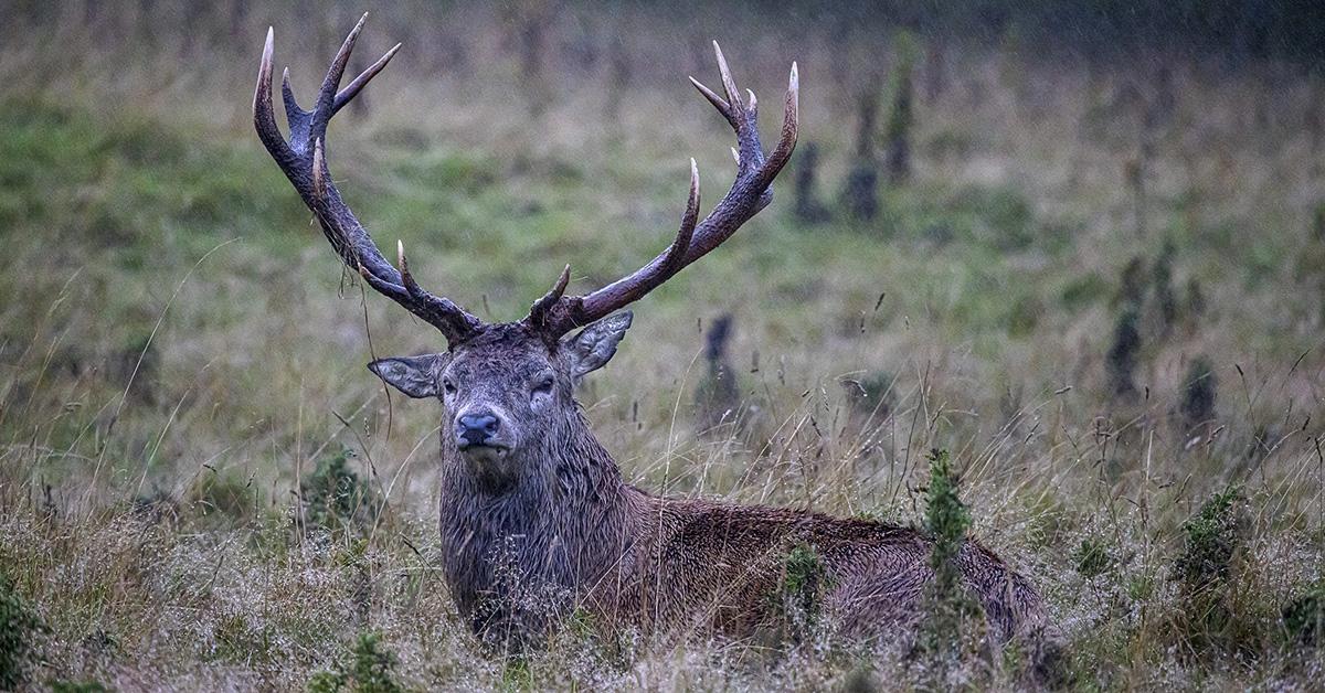 A big buck in the grass. 