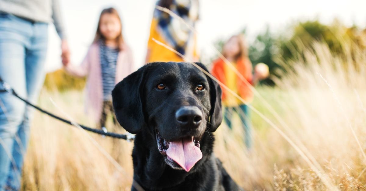 A young family with two small children and a dog on a walk in autumn nature. - stock photo - A young family with two small children and a black dog on a walk in autumn nature.