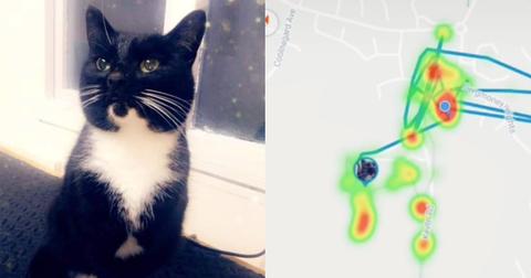 featured-cat-gps-1605208986992.jpg