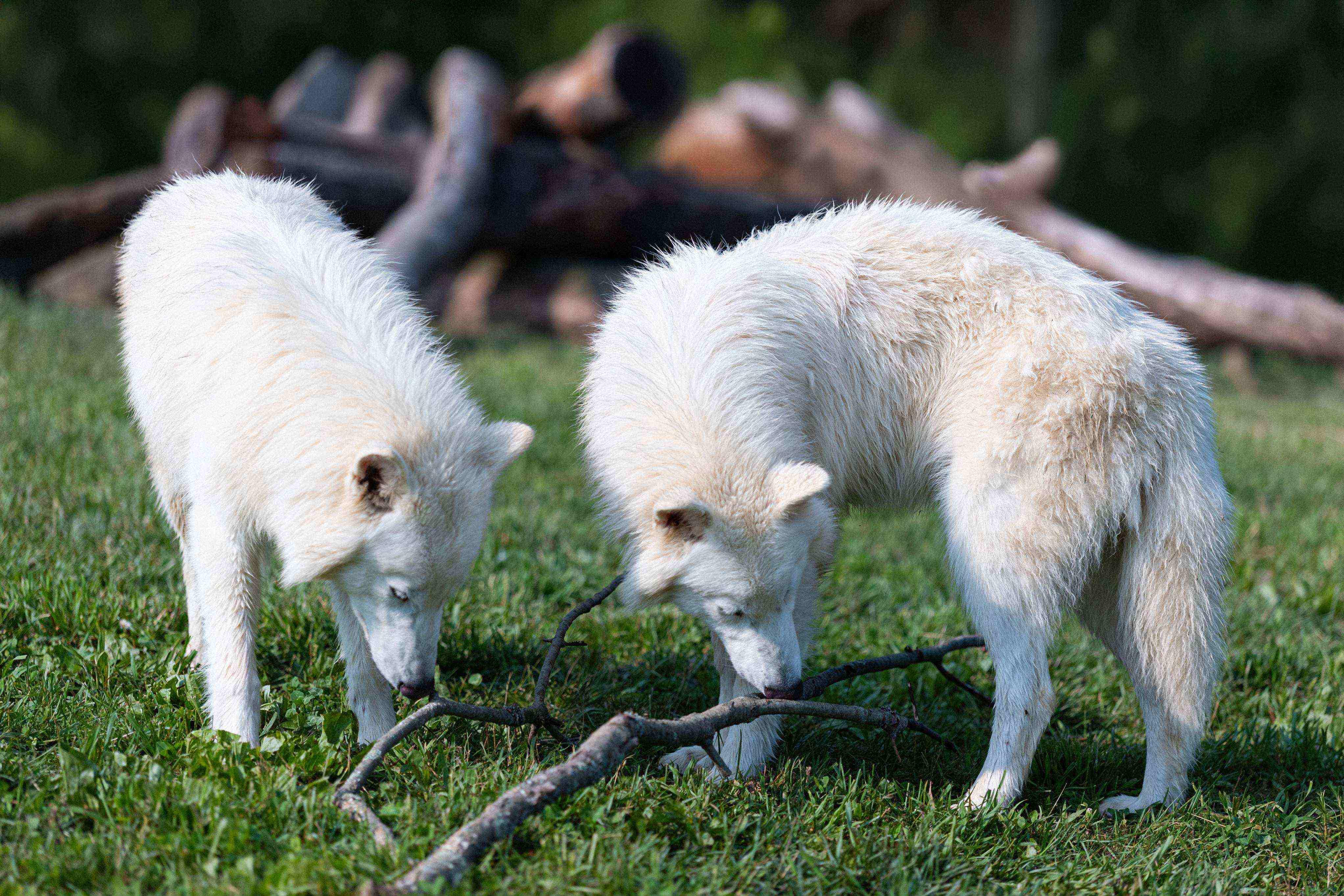 dire wolves