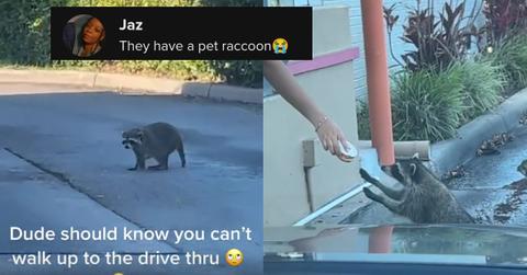 Everyone Runs on Dunkin’ — Including Raccoons