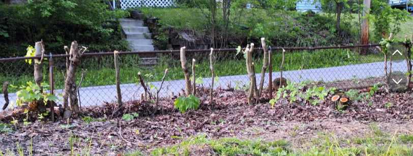 Neighbors Cut Down Trees on Woman’s Property Without Telling Her