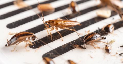 evolving roaches