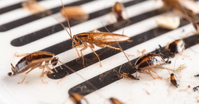 evolving roaches
