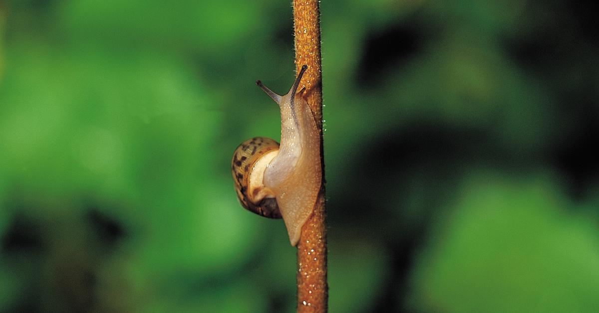 What is Snail Trend TikTok