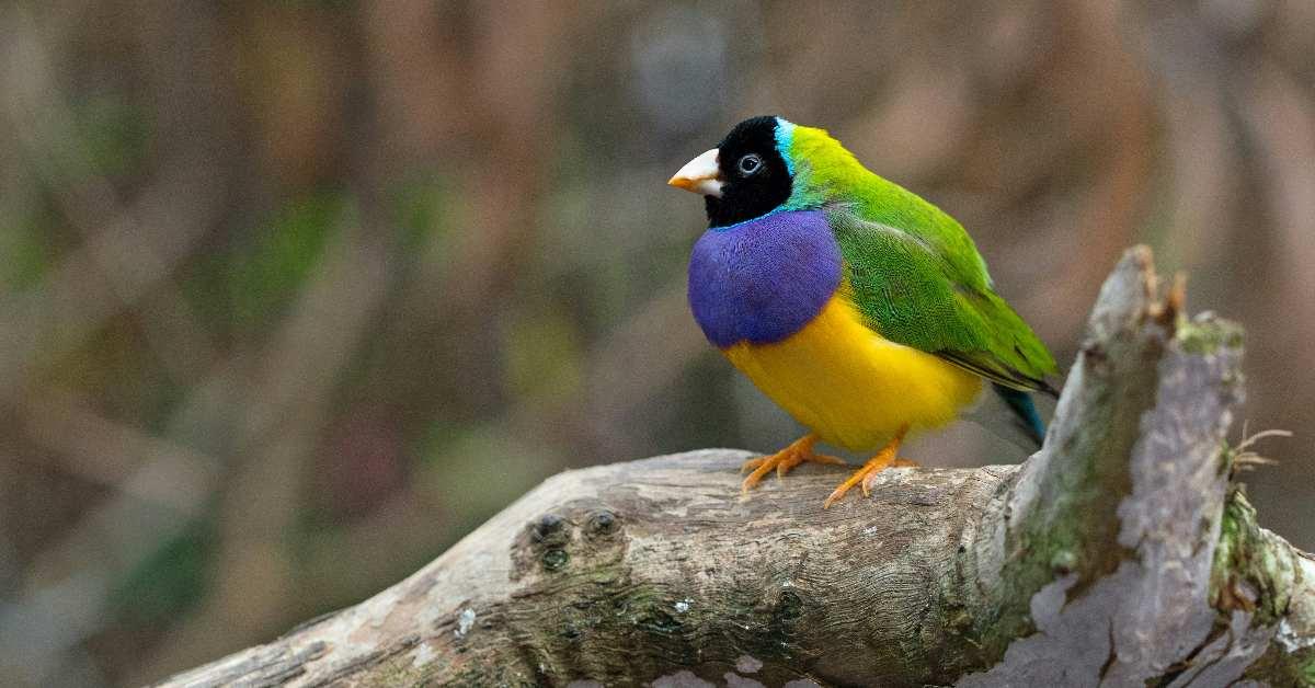 bird