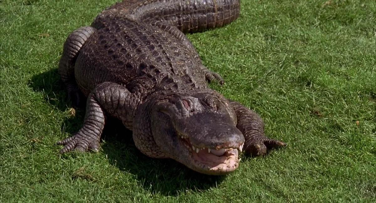morris alligator happy gilmore