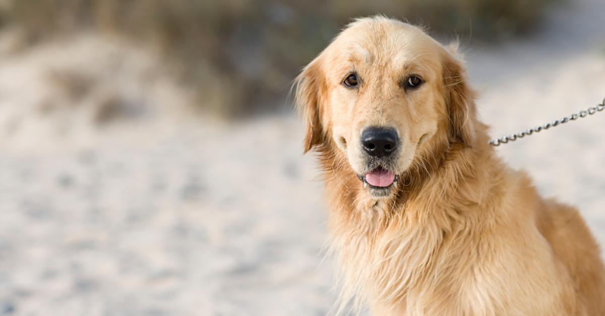 Golden retriever at the beach.