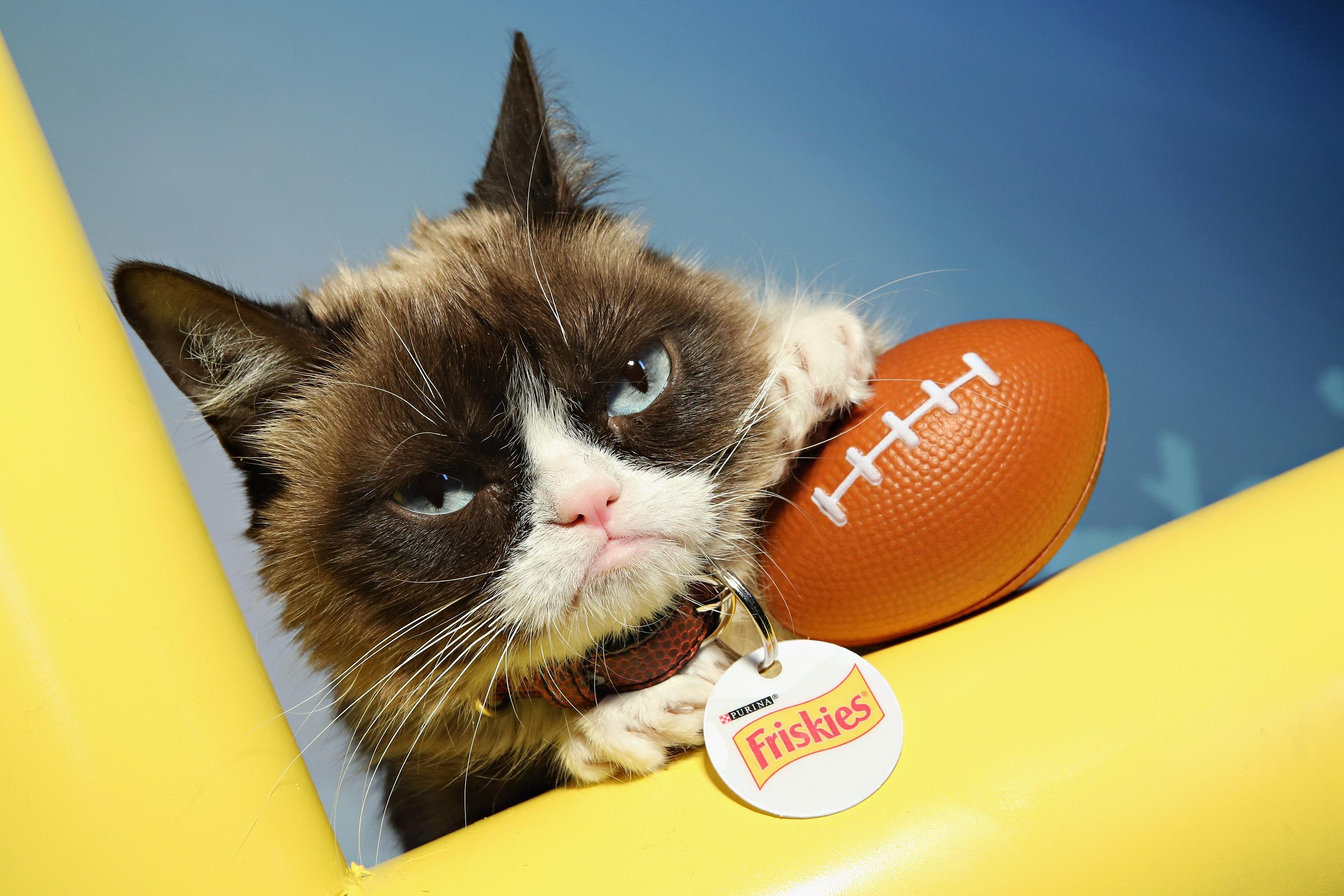 Grumpy Cat made nearly $100 million? Not quite, owner says. 