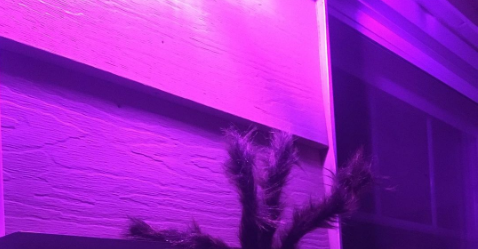 A purple porch light on at a home.