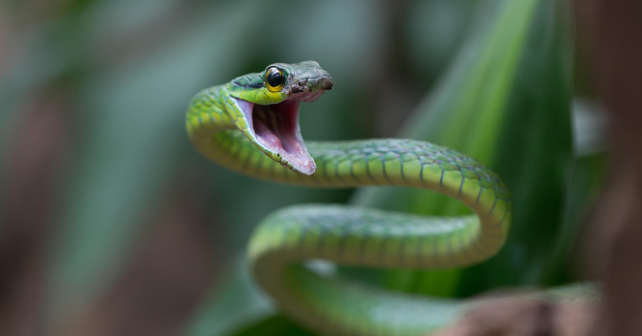 what-does-it-mean-when-you-dream-about-snakes