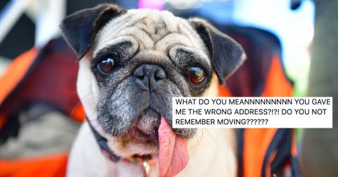 pug with tongue out - twitter dog-sitting story