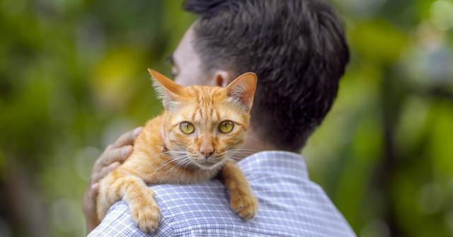 Orange tabby cat carried by person.