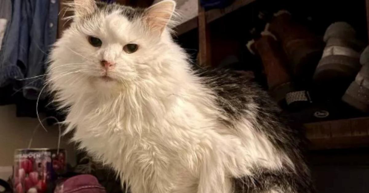 What Happened to Pot Roast, the TikTokFamous Cat? Here's What We Know