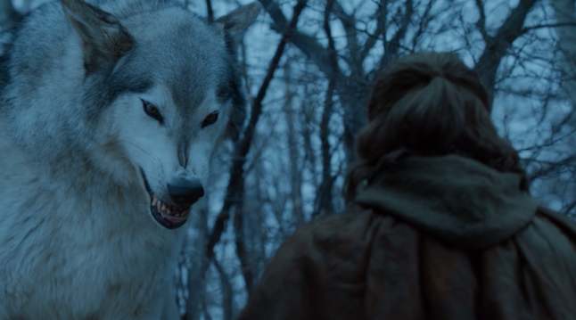 Game Of Thrones: Albino Arctic Wolf That Played Ghost Has Passed Away