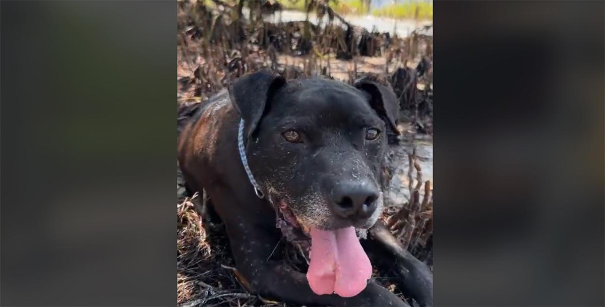 Man gives old shelter dog best day ever TikTok