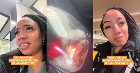 United Airlines Won’t Let Woman’s 6lb Dog Fly