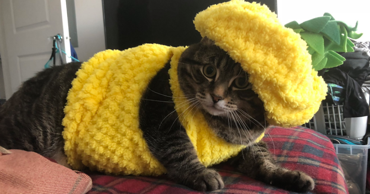 cat in pineapple costume