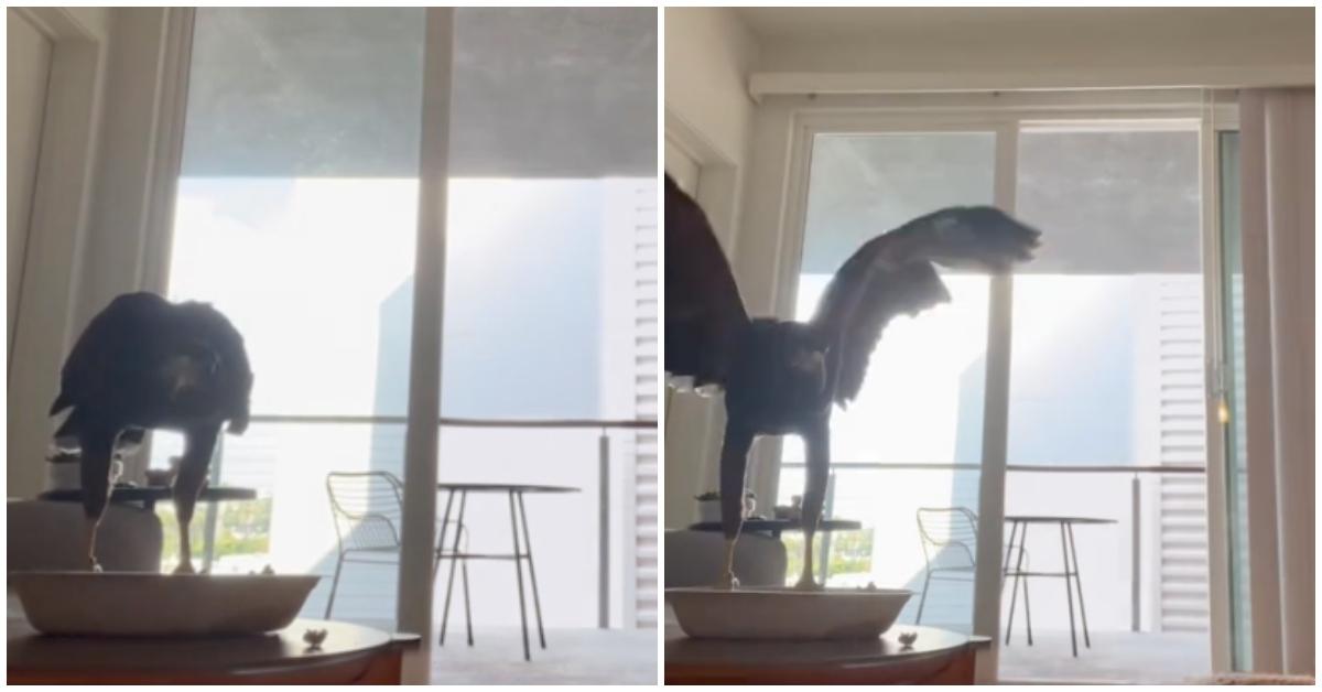 A hawk flies into woman's living room while she's recording.