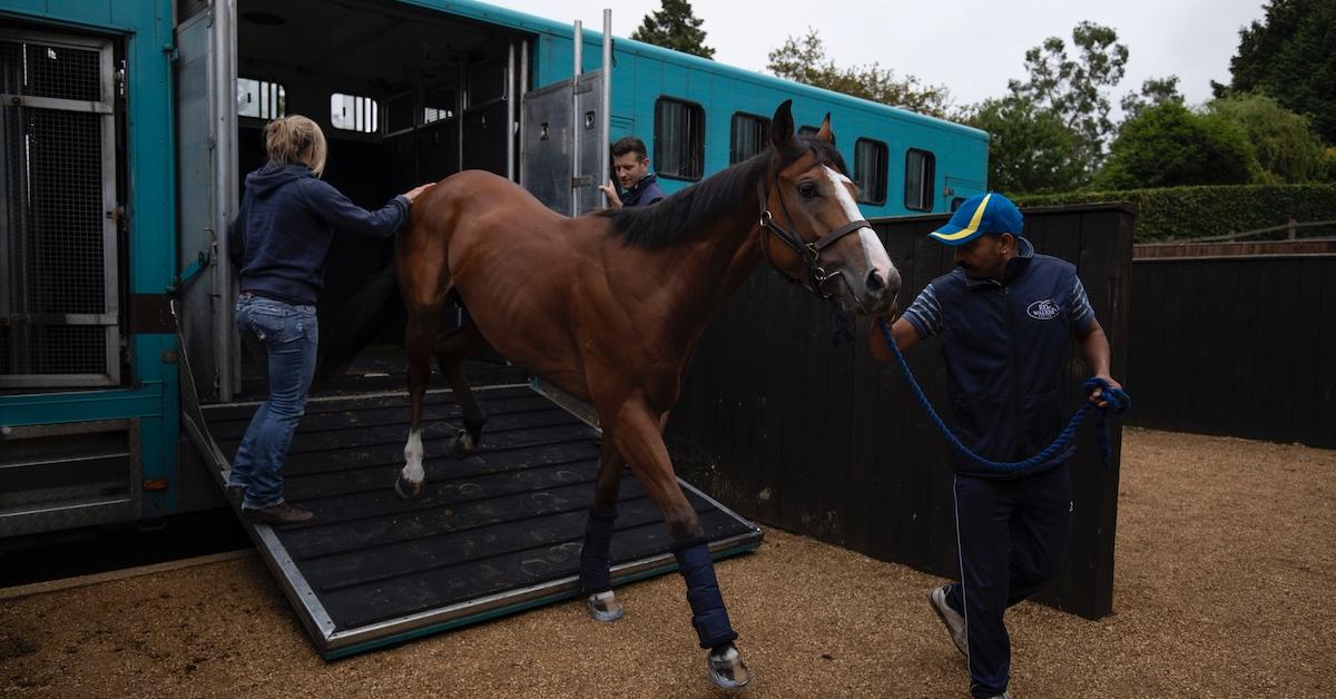 Horses arrive ahead of the 'Tattersalls' July Sale