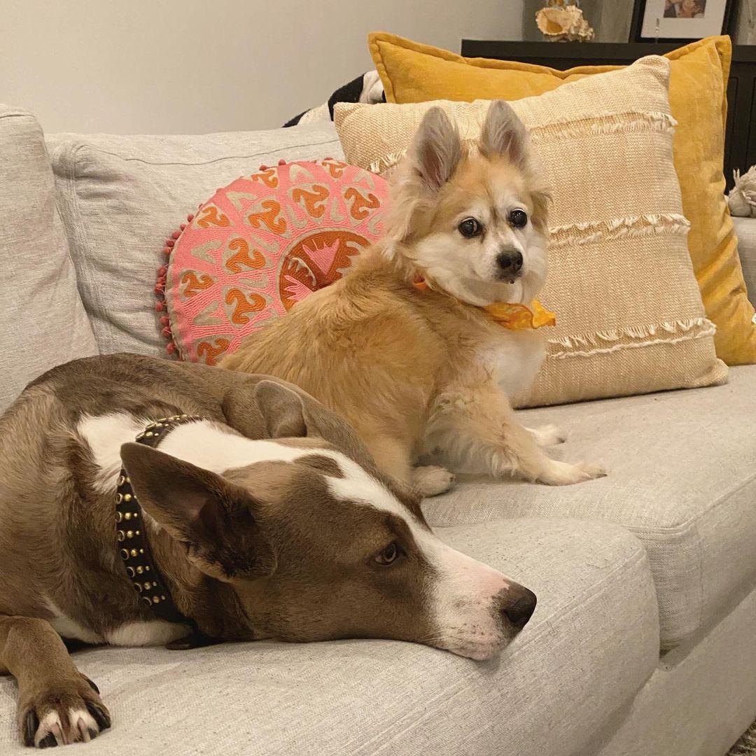 Ariana Madix's dogs Charlotte and Mya