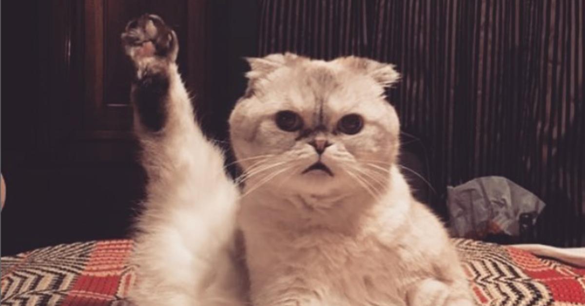 taylor swift's cat olivia benson