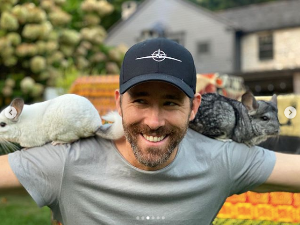 ryan reynolds chinchillas