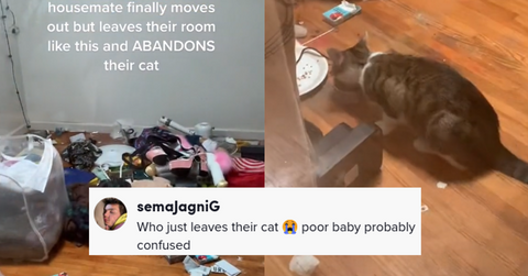 Roommate Abandoned Cat