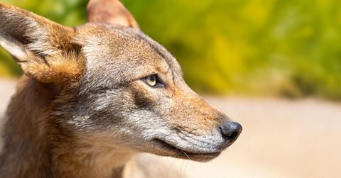 The First Ever Cloned American Red Wolf Celebrates It's 1st Birthday!